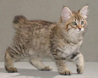 American Bobtail - Wild and Pet